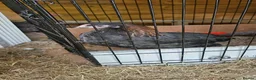Mixed Breed poultry for sale: 3 x hens near point of lay  - Advert 3