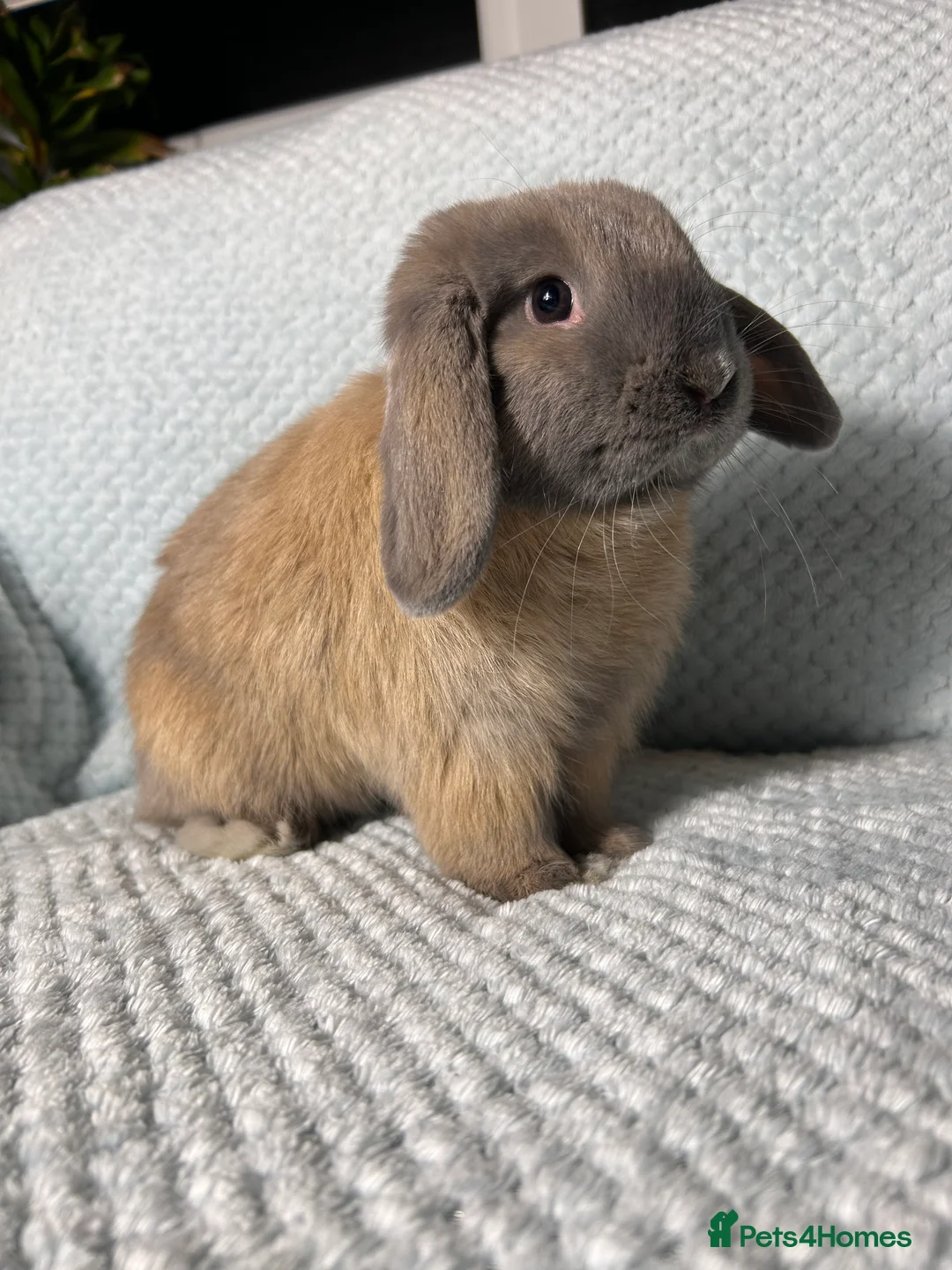 Mini Lop rabbits for sale: 🌼Pure breed Mini lop🌼  - Advert 1