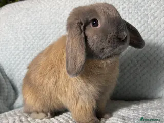 Mini Lop rabbits 🌼Pure breed Mini lop🌼 - Advert 1