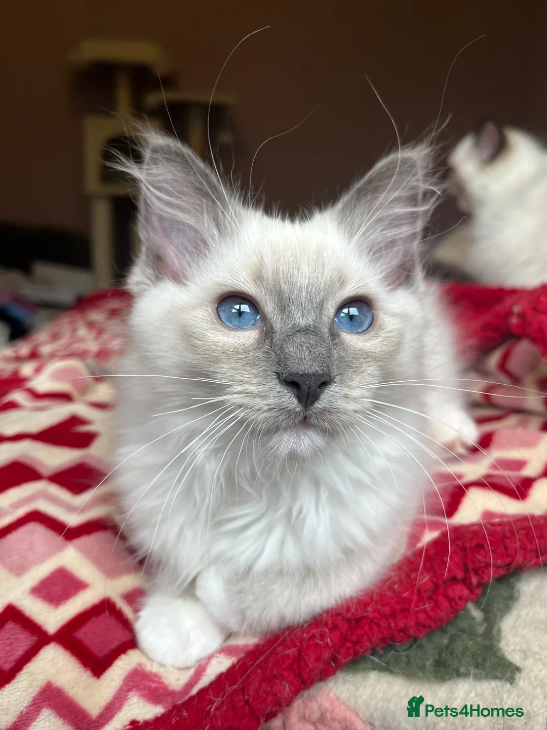 Ragdoll cats for sale: Ragdoll Kittens - Advert 7
