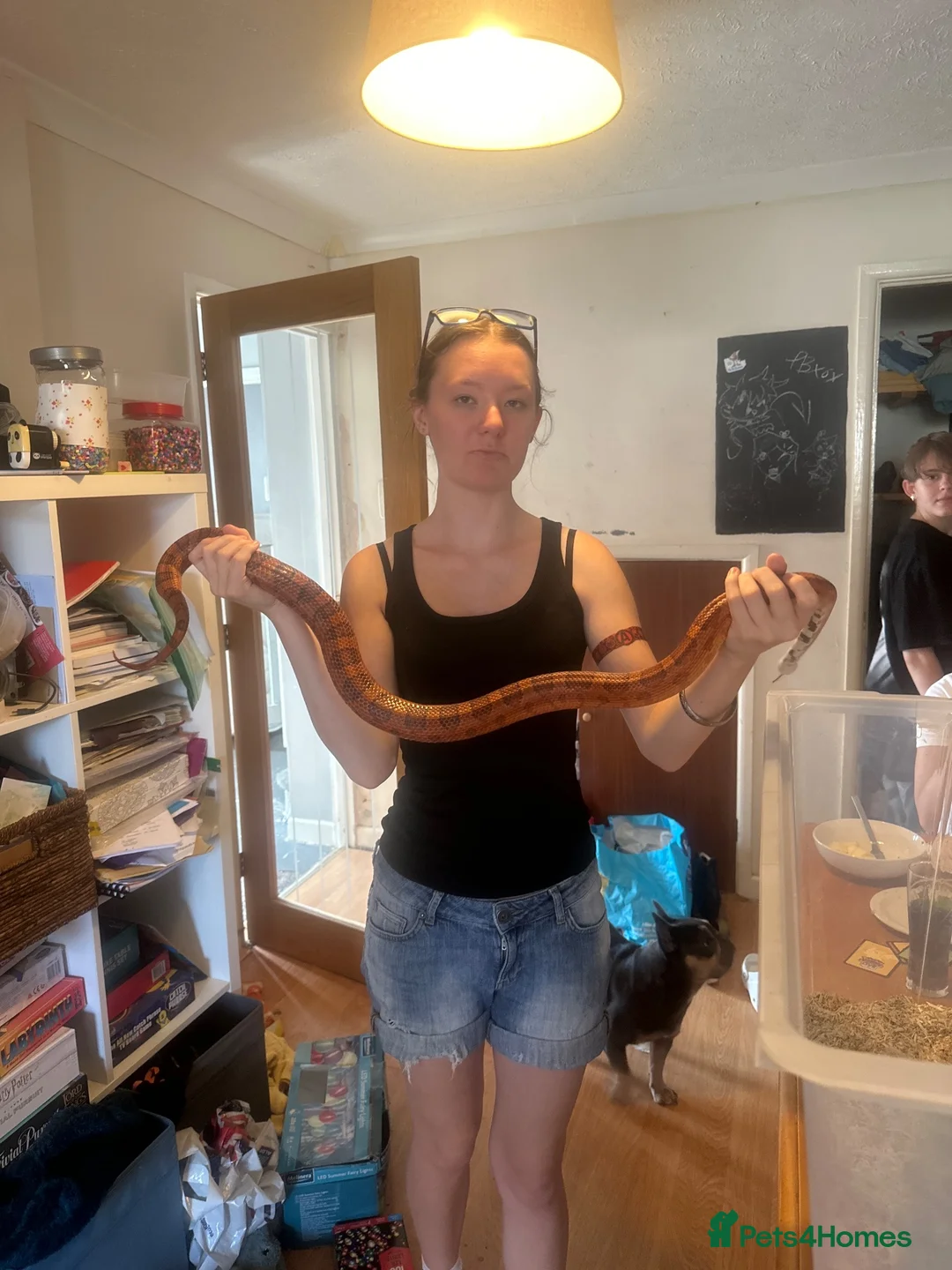 Corn Snake reptiles for sale: Corn snake  in Gloucester - Advert 2