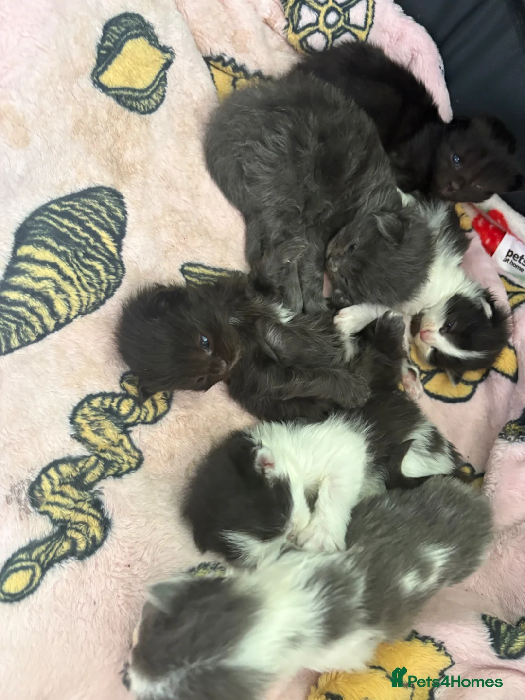Mixed Breed cats for sale: 🐱7 beautiful kittens for sale! - Advert 2