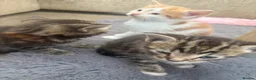 Mixed Breed cats for sale: 5 beautiful kittens  - Advert 9
