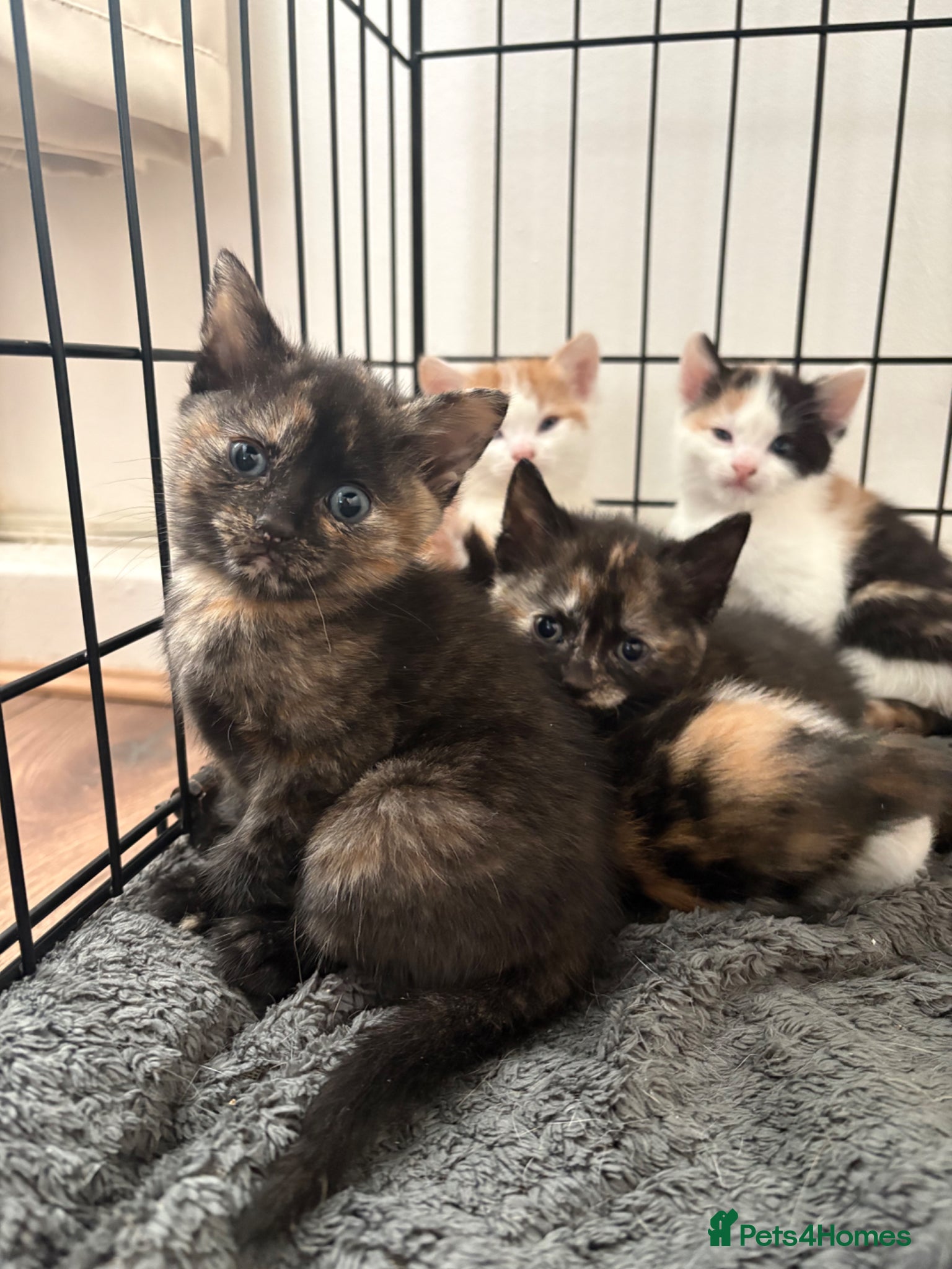 Mixed Breed cats Gorgeous Kittens Ready Soon - Advert 7