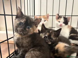 Mixed Breed cats Gorgeous Kittens Ready Soon - Advert 1