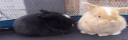 Mini Lop rabbits for sale: Beautiful Mini Lop bunnies  - Advert 15