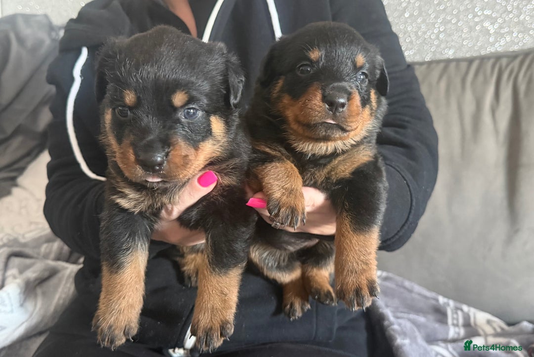 Rottweiler dogs for sale: 6 Rottweiler puppy’s  - Advert 5
