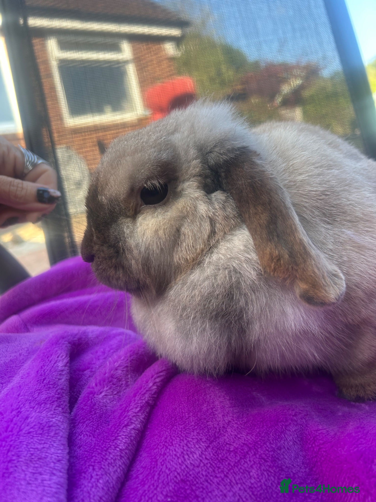 Mini Lop rabbits Beautiful very friendly 1 year old female mini lop - Advert 8