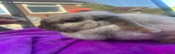 Mini Lop rabbits for sale: Beautiful very friendly 1 year old female mini lop - Advert 2