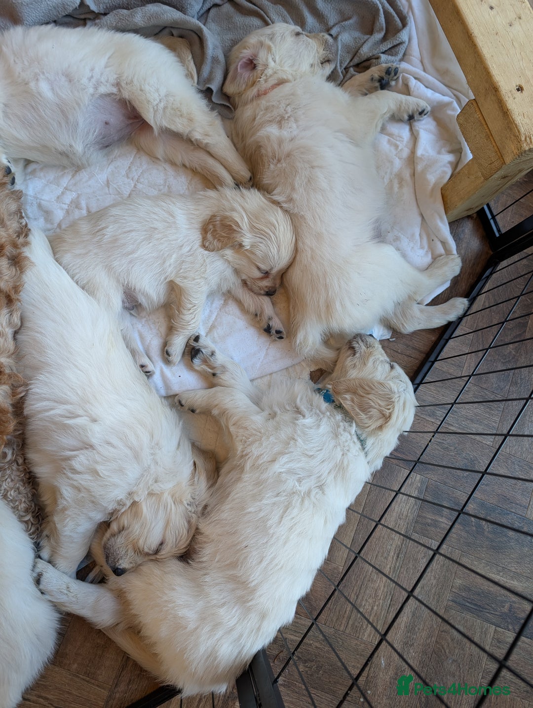 Golden Retriever dogs for sale: ❤️ Superb Litter of Golden Retriever Puppies ❤️ - Image 35