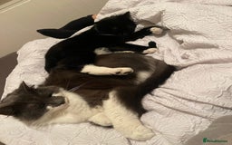 Mixed Breed cats for sale: Flimflam & Bojo - Image 12