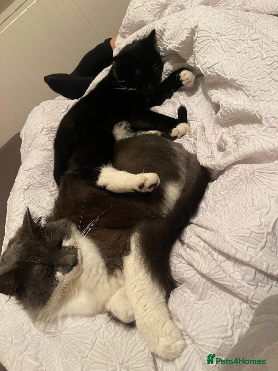 Mixed Breed cats for sale: Flimflam & Bojo - Image 12