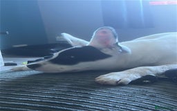 Mixed Breed dogs for sale: Male puppy 19 weeks (rocky) - Image 6
