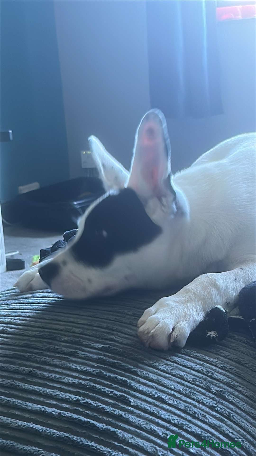 Mixed Breed dogs for sale: Male puppy 19 weeks (rocky) - Image 6