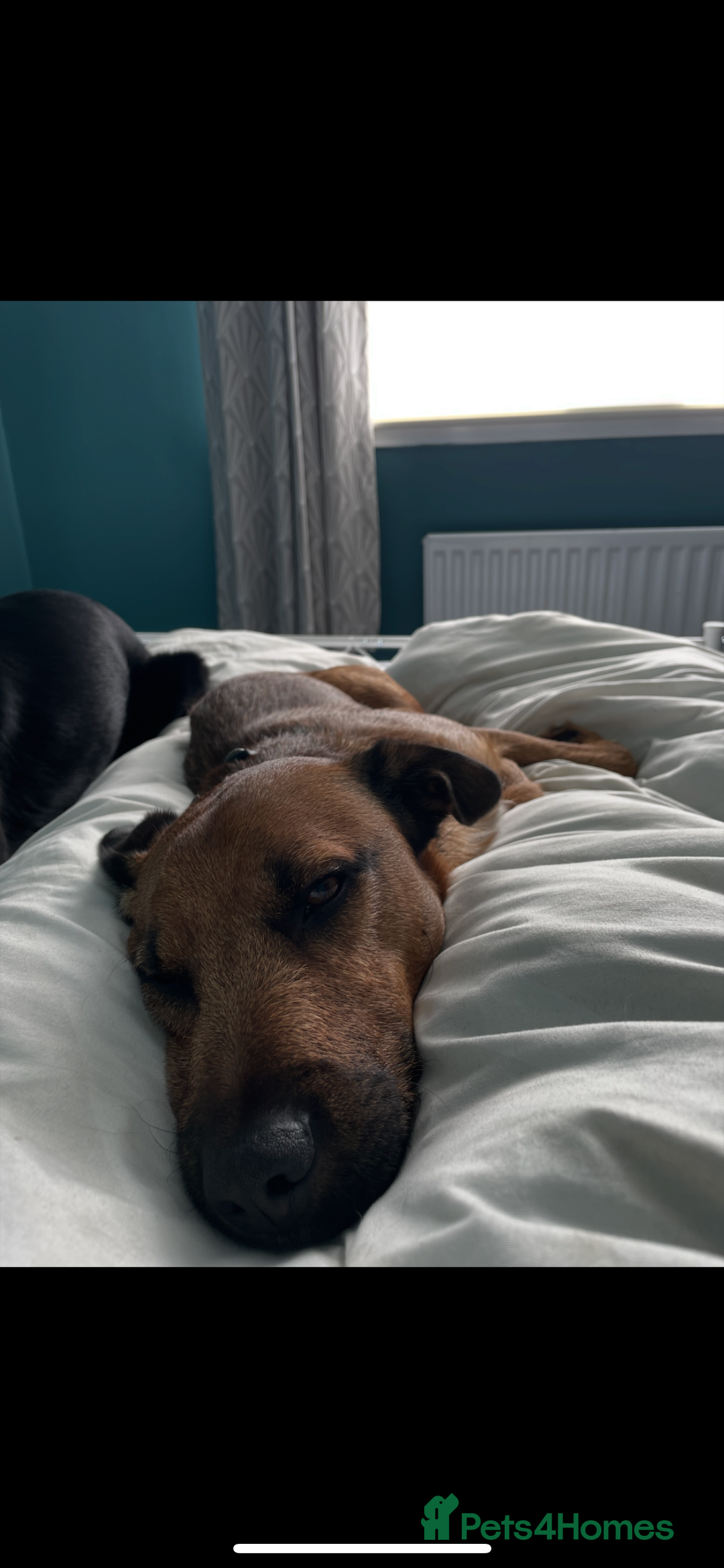 Mixed Breed dogs for sale: Diesel!! Urgent  - Image 3