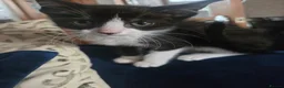 Mixed Breed cats for sale: REDUCED black and white boy and girl  - Advert 4
