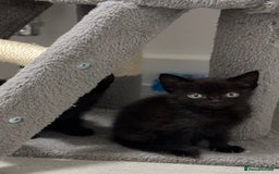 Mixed Breed cats for sale: 4 kittens looking for their forever homes  - Image 7