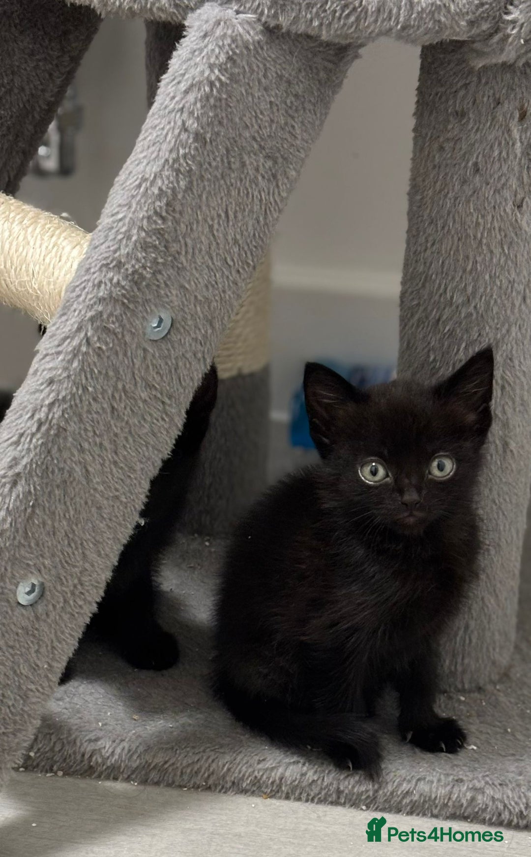 Mixed Breed cats for sale: 4 kittens looking for their forever homes  - Image 7
