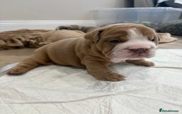 English Bulldog dogs for sale: English bulldog puppies  - Advert 22