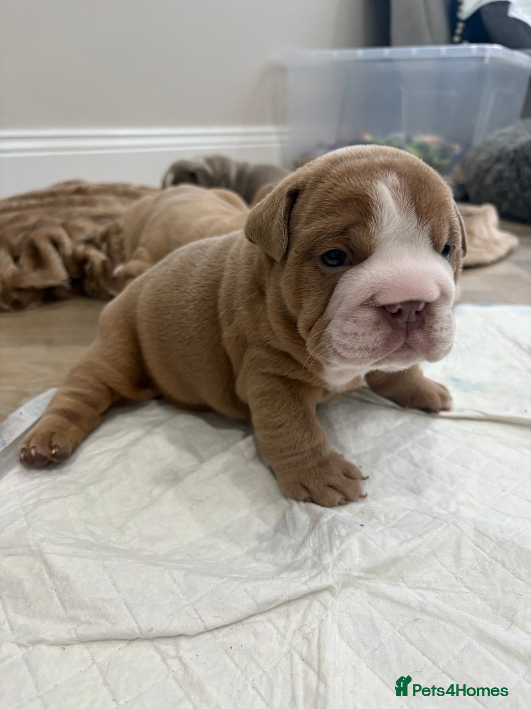 English Bulldog dogs for sale: English bulldog puppies  - Advert 22
