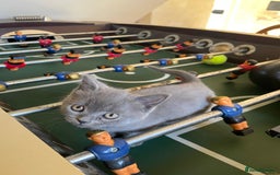 Russian Blue cats for sale: Gorgeous Russian blue/British Shorthair kittens - Advert 19