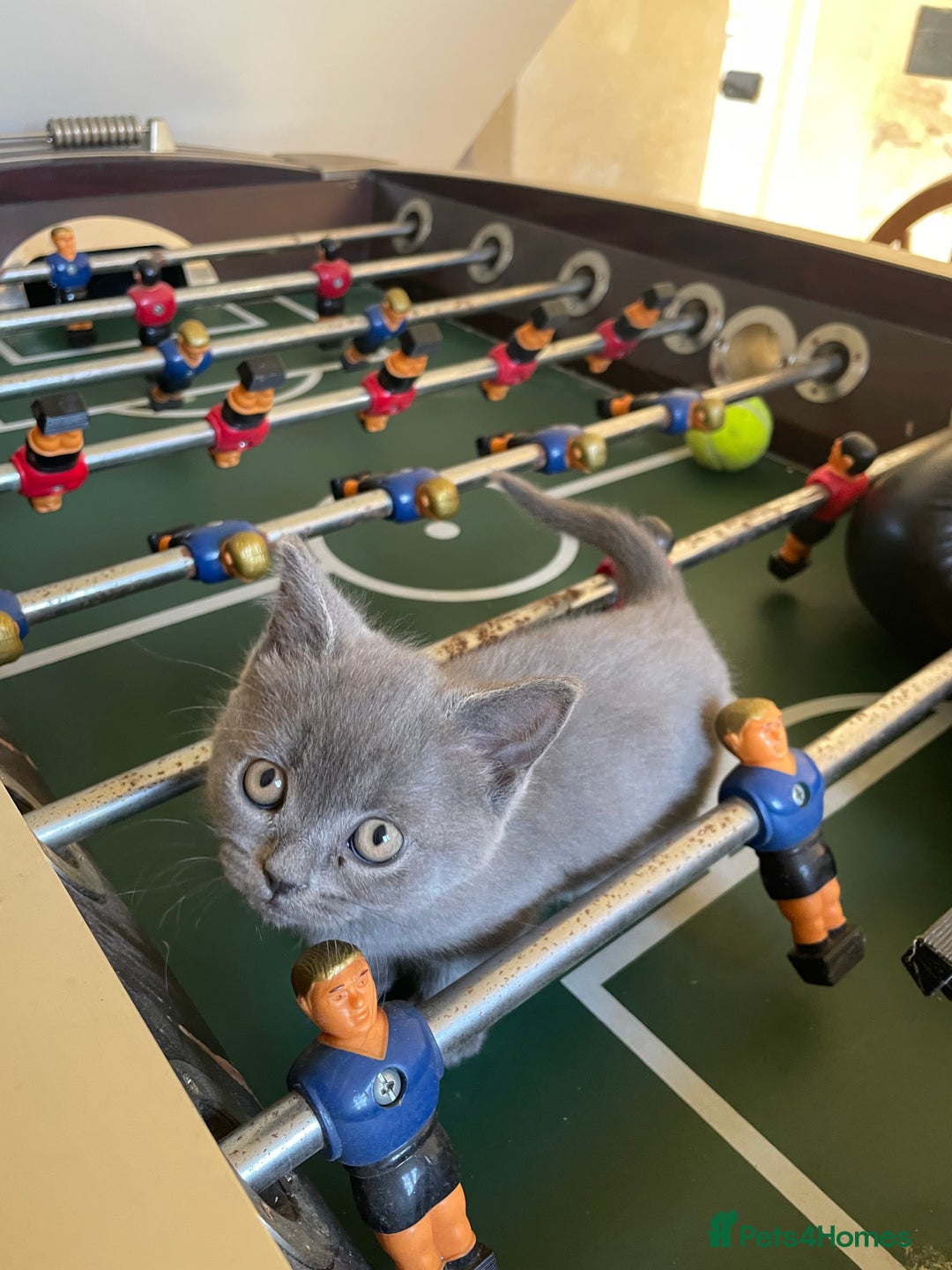 Russian Blue cats for sale: Gorgeous Russian blue/British Shorthair kittens - Advert 19