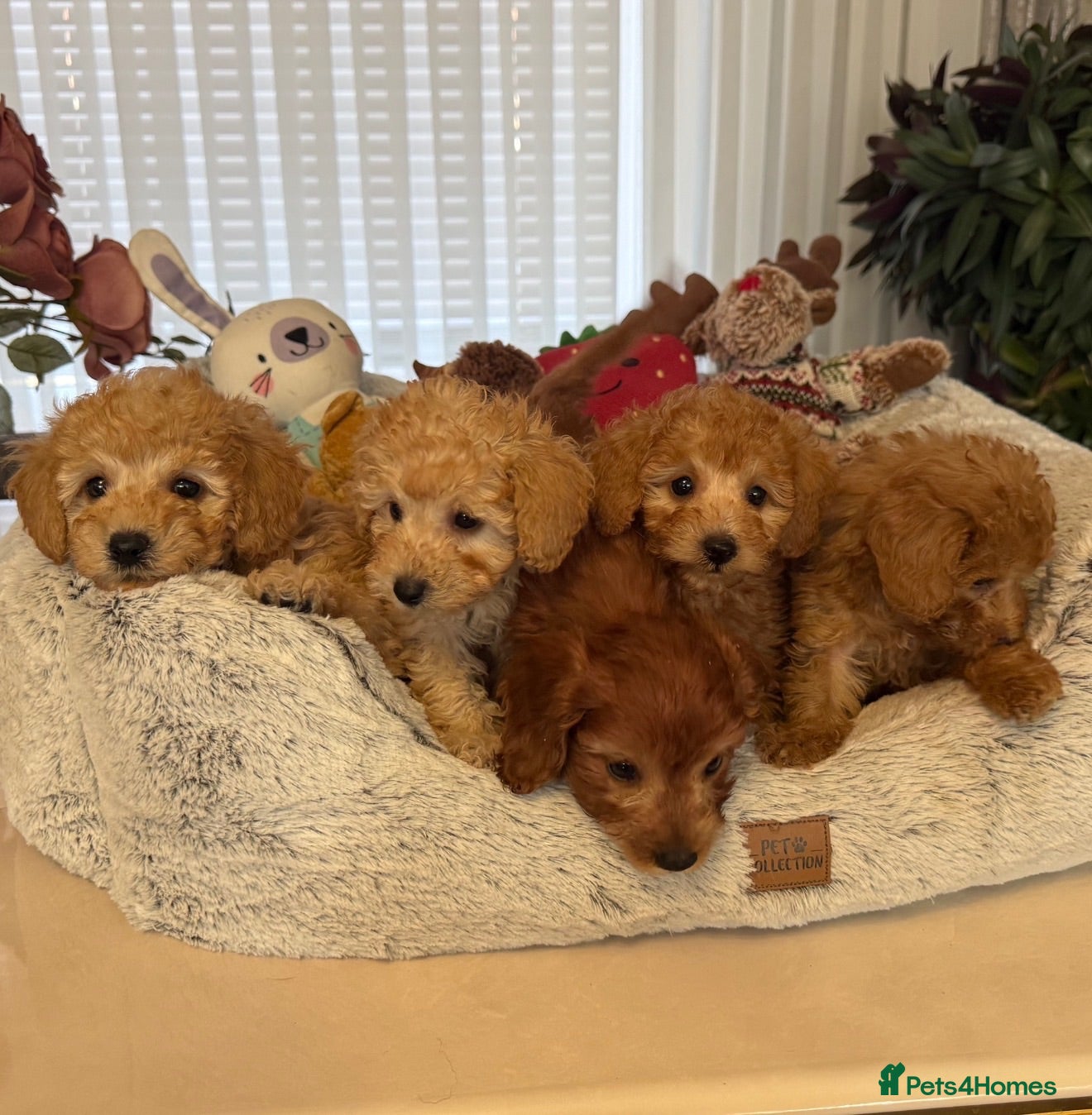 Toy Poodle dogs The cutest Tiny Toy poodle puppies - Advert 9