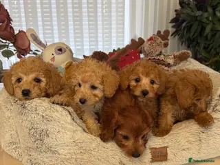 Toy Poodle dogs The cutest Tiny Toy poodle puppies - Advert 3