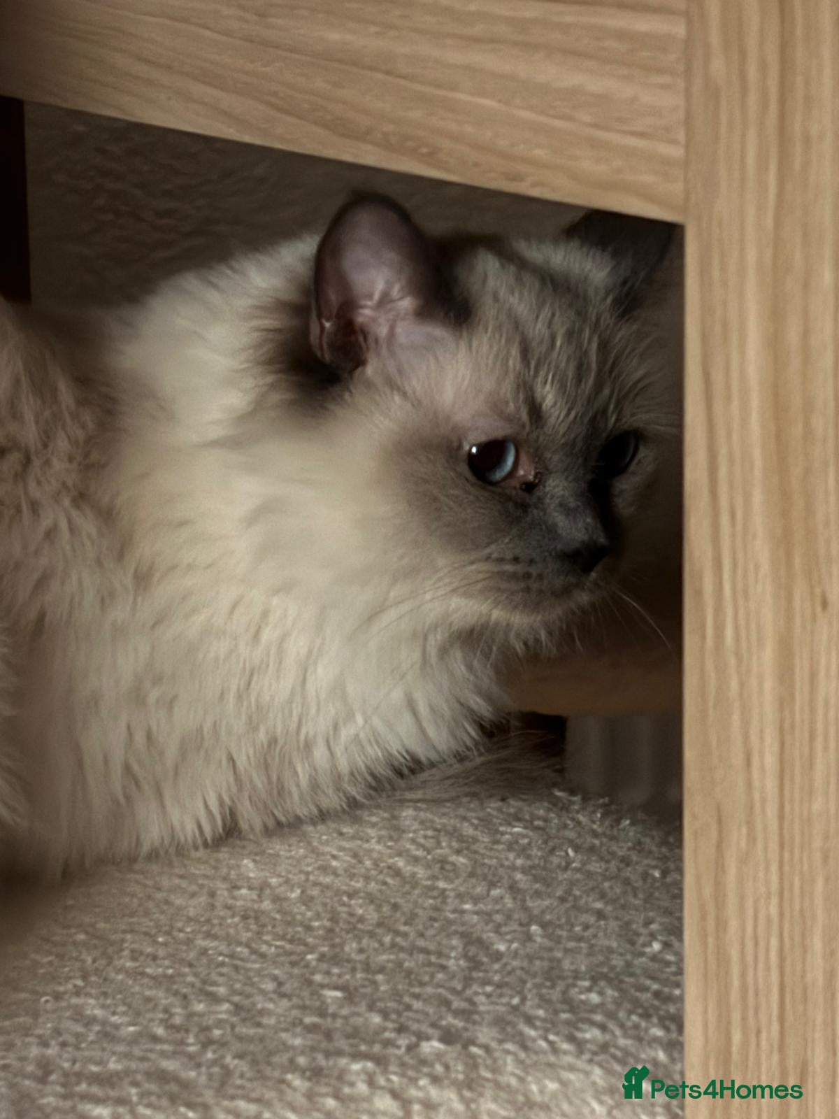 Ragdoll cats 3 year old seal point Ragdoll for sale  - Advert 2