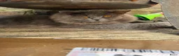 British Shorthair cats for sale: Casper  - Advert 3