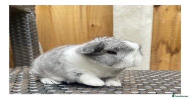 Mini Lop rabbits - Advert 11