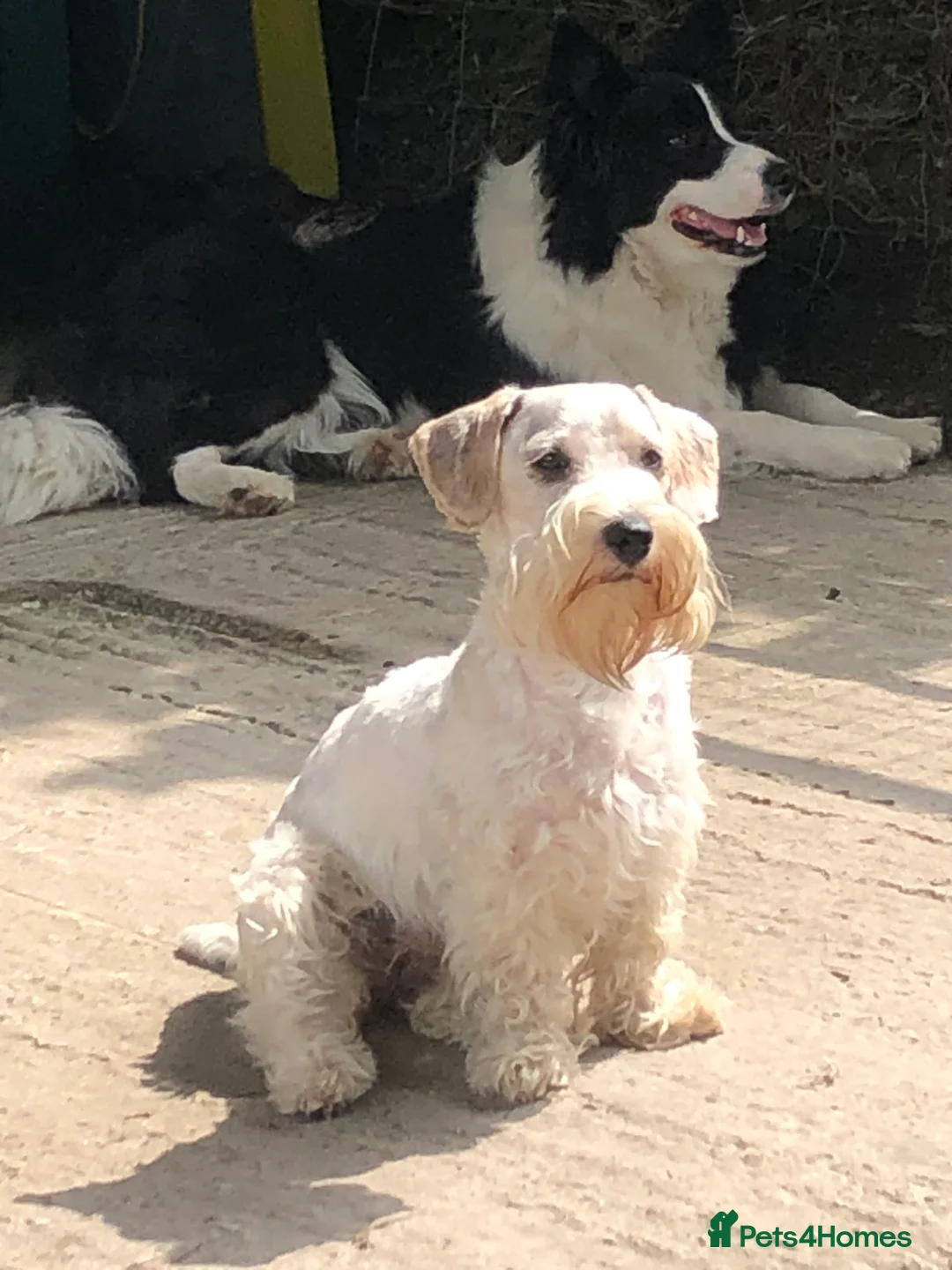 Mixed Breed dogs for sale: Sealyham / Lucas terrier type - Advert 3