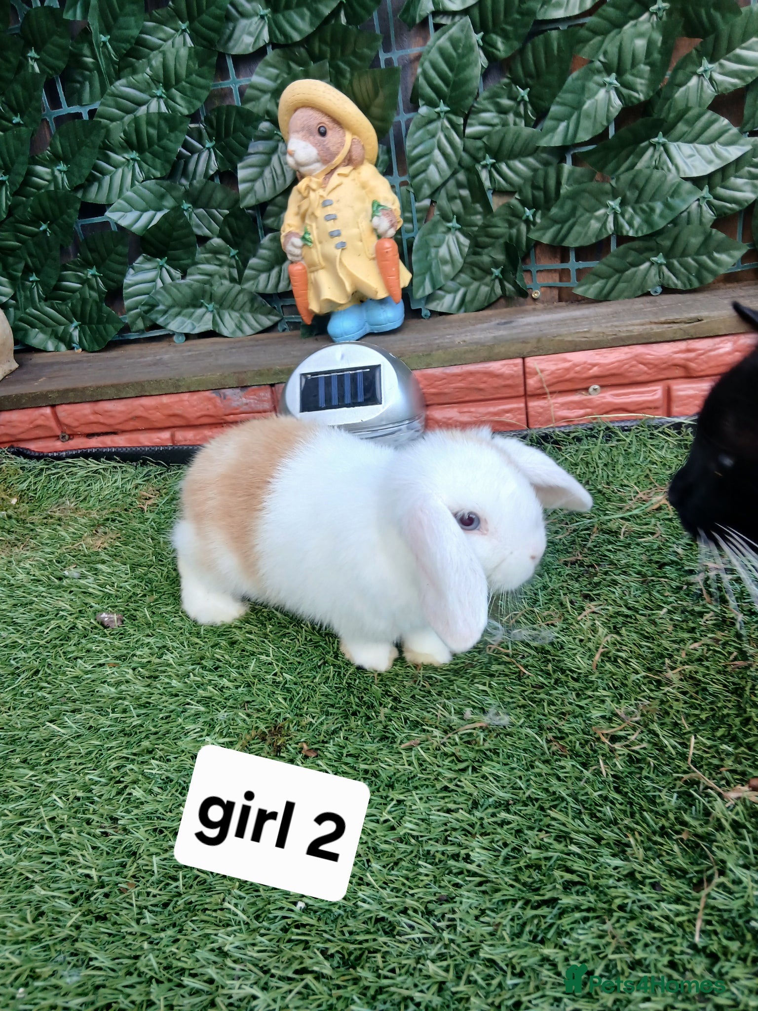 Mini Lop rabbits for sale: 6 mini lop baby's  - Advert 2