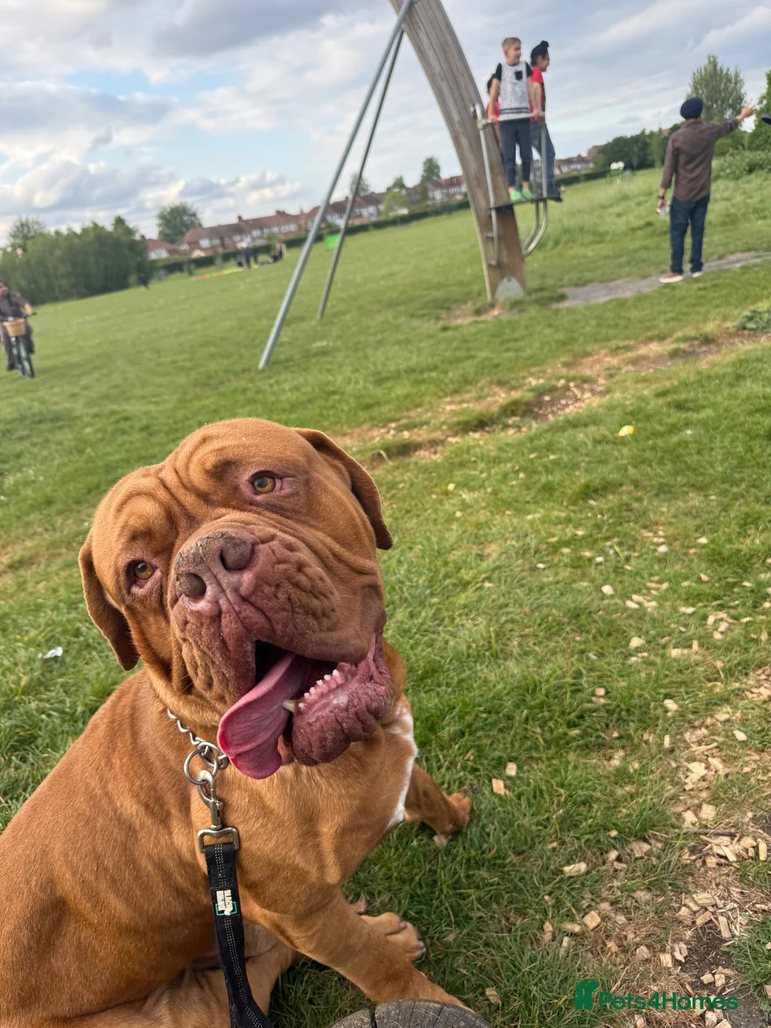 Dogue De Bordeaux dogs for sale: Re home  in London - Advert 6