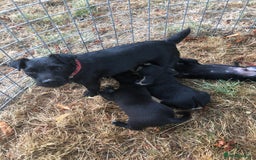 Mixed Breed dogs for sale: Terrier Patterdale x Sealyham  puppies - Image 1