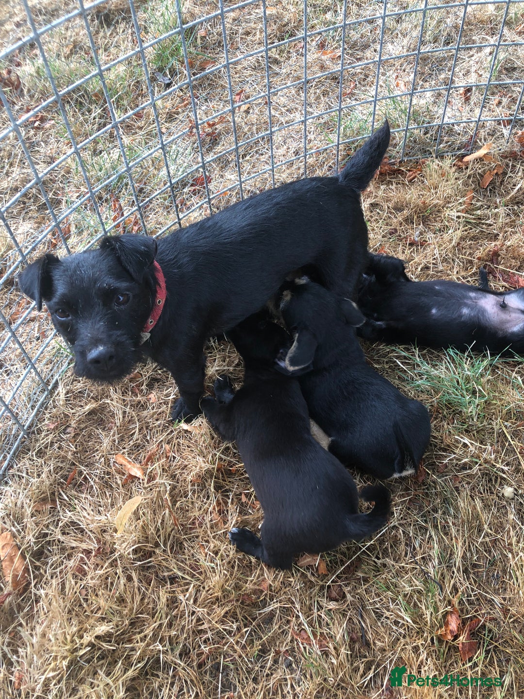 Mixed Breed dogs for sale: Terrier Patterdale x Sealyham  puppies - Image 1