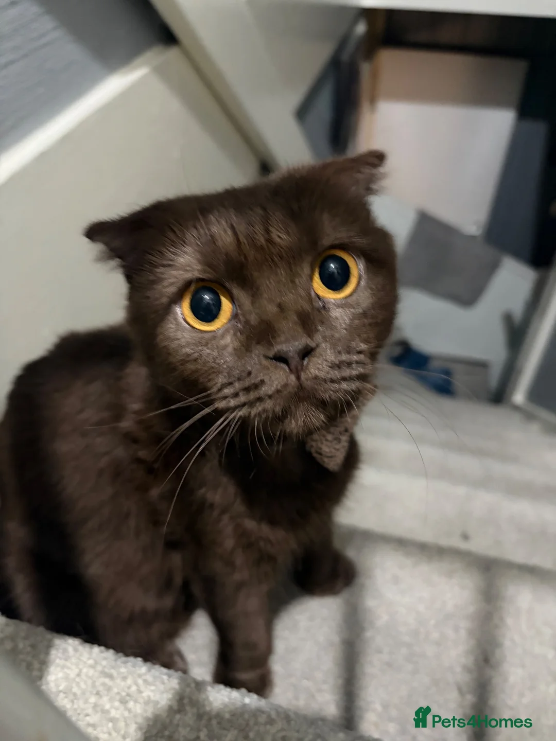 Scottish Fold cats for sale: Coco Chanel  - Advert 2