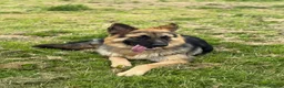 German Shepherd dogs for sale: Male German Shepherd- sad rehome  - Advert 15
