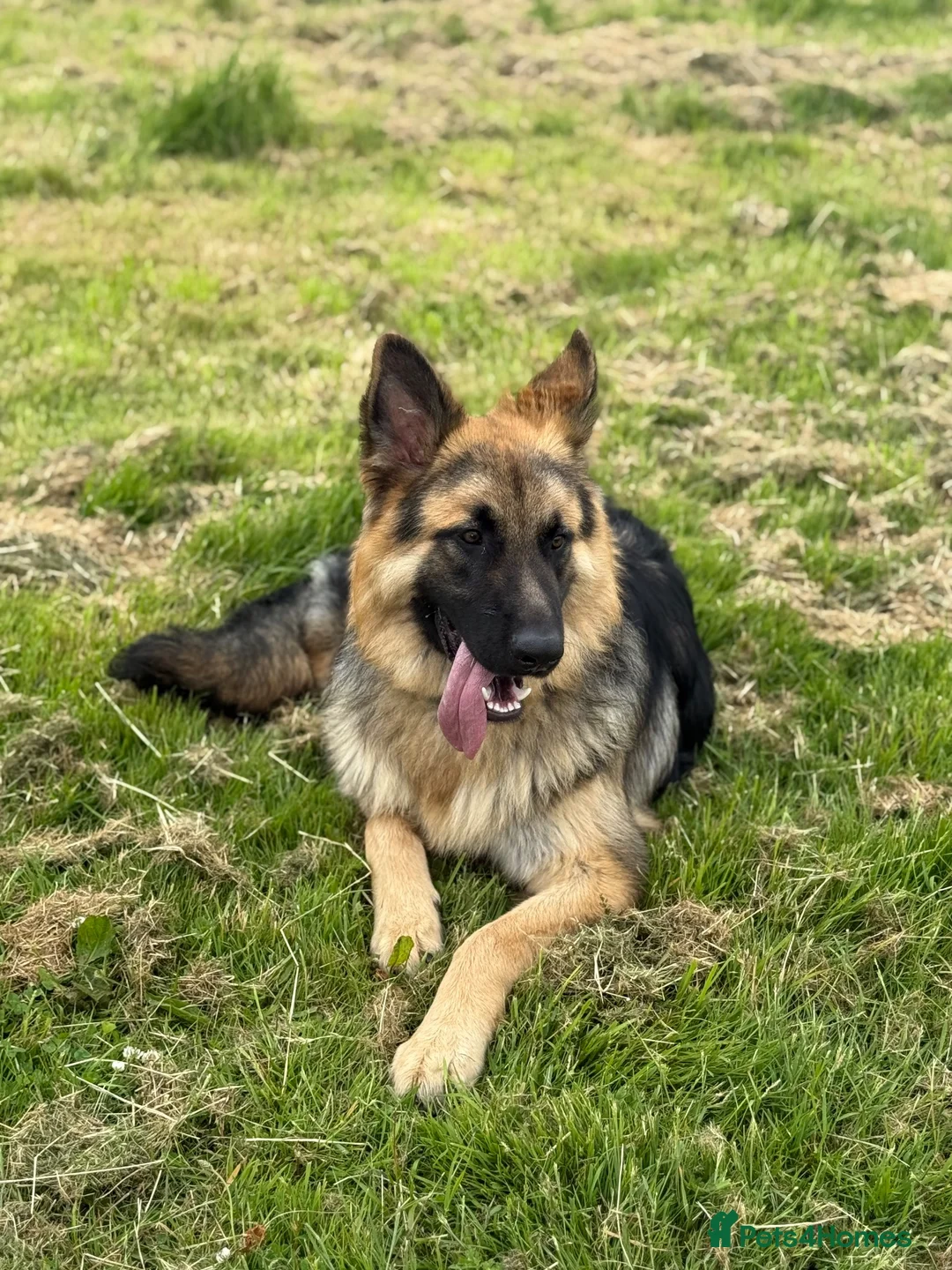 German Shepherd dogs for sale: Male German Shepherd- sad rehome  - Advert 15