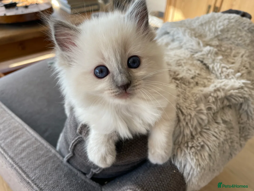 Ragdoll cats for sale: 💕 Beautiful Ragdoll kittens  in Cranbrook - Advert 1