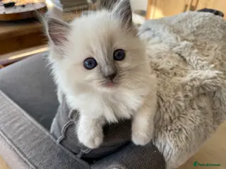Ragdoll cats 💕 Beautiful Ragdoll kittens - Advert 1