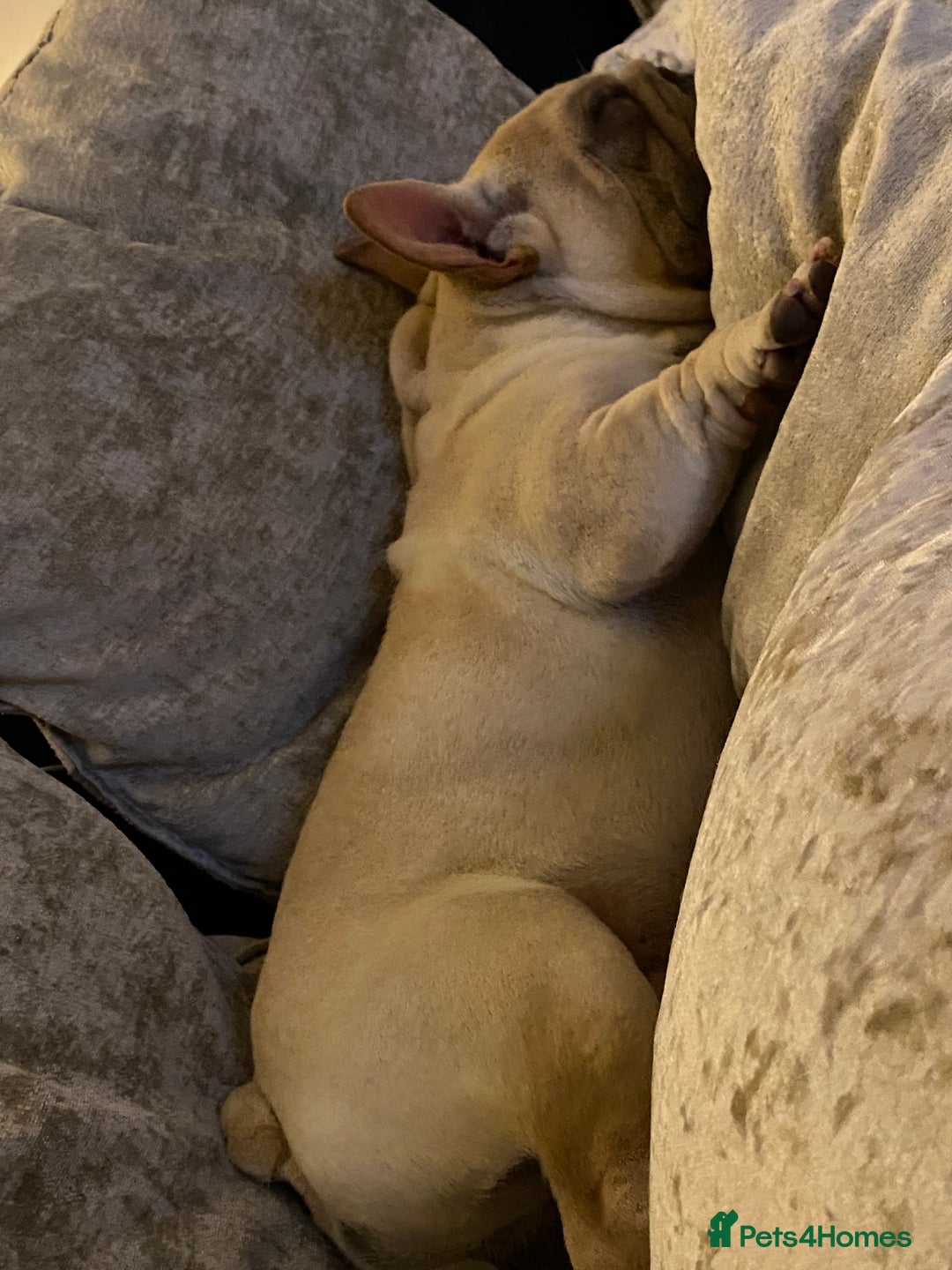 French Bulldog dogs for sale: Stunning male Frenchie  - Image 2
