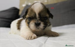 Shih Tzu dogs for sale: LOVELY SHIH TZU PUPPIES  - Image 9