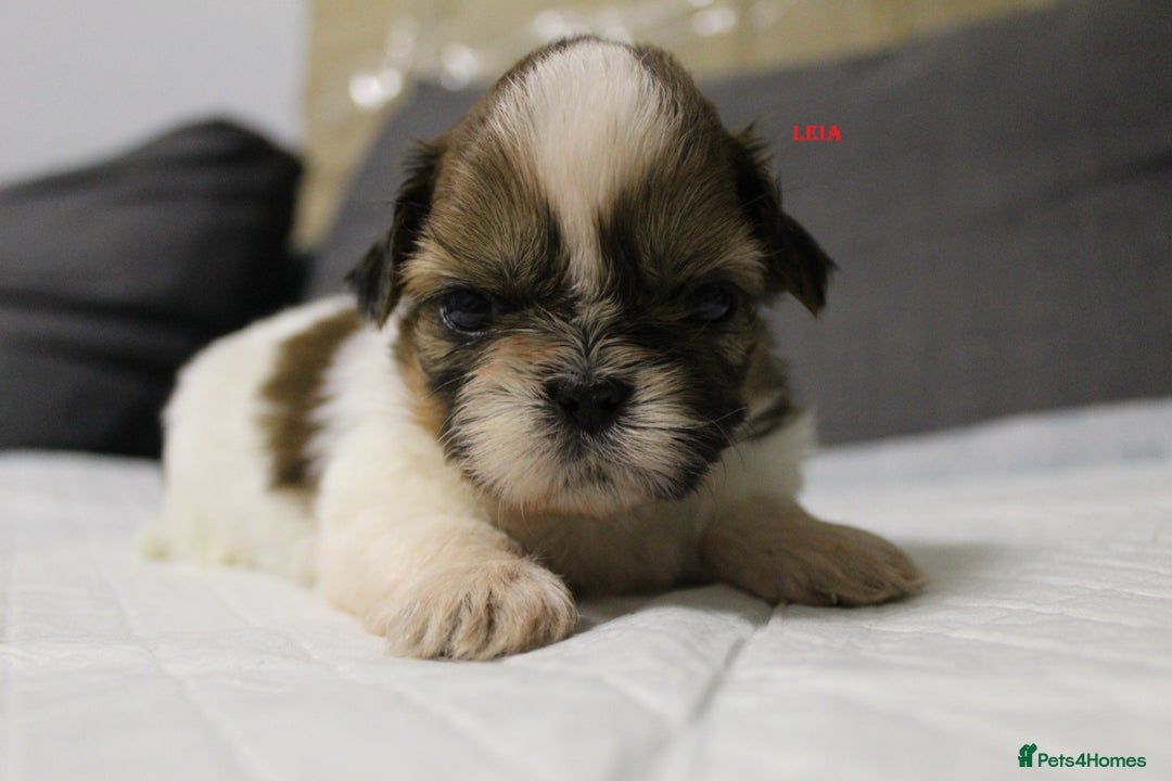 Shih Tzu dogs for sale: LOVELY SHIH TZU PUPPIES  - Image 9