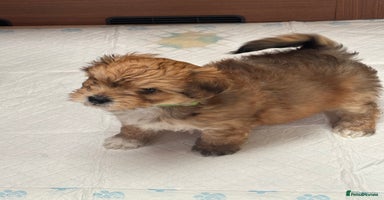Shorkie dogs - Advert 13