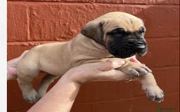Great Dane dogs for sale: Primus Great Danes - Image 5