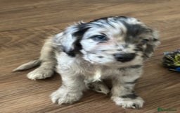 Cockapoo dogs for sale: Beautiful cockapoo puppies delivery possible - Image 36