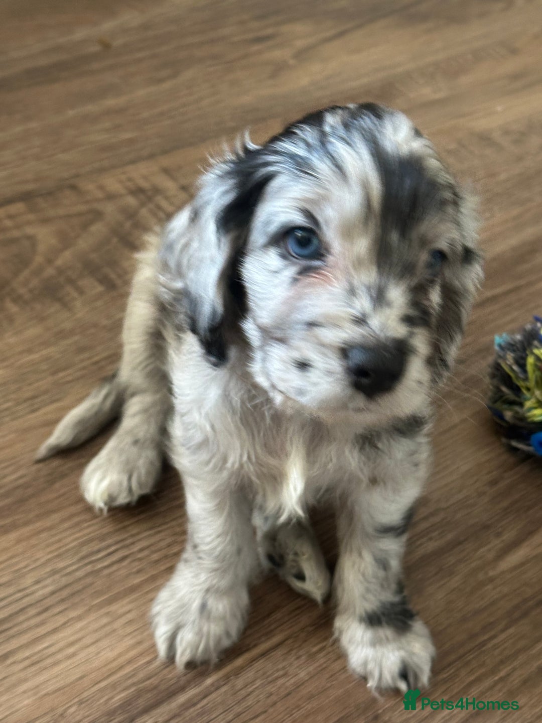 Cockapoo dogs for sale: Beautiful cockapoo puppies delivery possible - Image 36