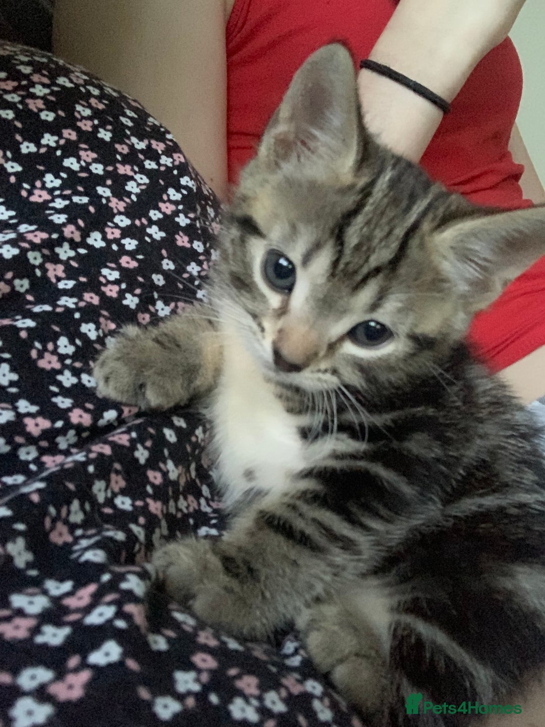 Mixed Breed cats for sale: Kitten for sale  - Image 1