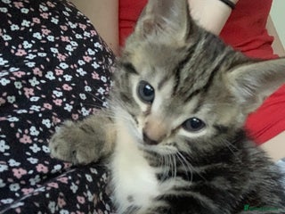 Mixed Breed cats for sale - Advert 1